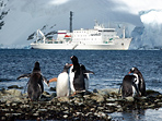 "Аборигены" Антарктики - пингвины. Они здесь просто живут. Они заняты своими повседневными делами и не слишком интересуются оказавшимся в их края научно-исследовательским судном.
