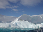 Дом отдыха пингвинов. Пингвины очень любят отдыхать на  проплывающих мимо айсбергах в перерывах между длительными заплывами-трапезами в море, богатом их любимвм крилем.