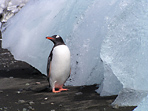 Антарктический пингвин Джен-ту - один из наиболее распространенных в Антарктике. Это небольшой и ловкий пингвин с ярко-оранжевыми клювом и лапками. Здесь он позирует во всей своей красе на фоне осевшего на берегу айсберга.