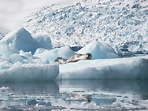 На льдинах отдыхают серебристые тюлени-хищники с подвижной вытянутой зубастой мордой - морские леопарды. Они такие мирные и милые - когда спят и издалека. В меню -  рыба и пингвины. Были случаи нападения на людей на научных станциях.