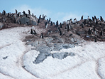 Еще одна колония пингвинов на скальной возвышенности. Пингвины очень любят гнездиться на горах и не ленятся несколько раз в день спускаться по дрожке в море и карабкаться обратно. 