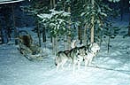 It's hard to imagine better entertainment on 31st of December in Lapland, then husky-safari. Huskies are from Island and East Siberia (Russia). It is dawning, 10AM.