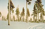 Понятно, что даже в полдень солнце 31 декабря, как впрочем, и в течении всей зимы в Лапландии, из-за горизонта не появляется. Мы далеко за полярным кругом!